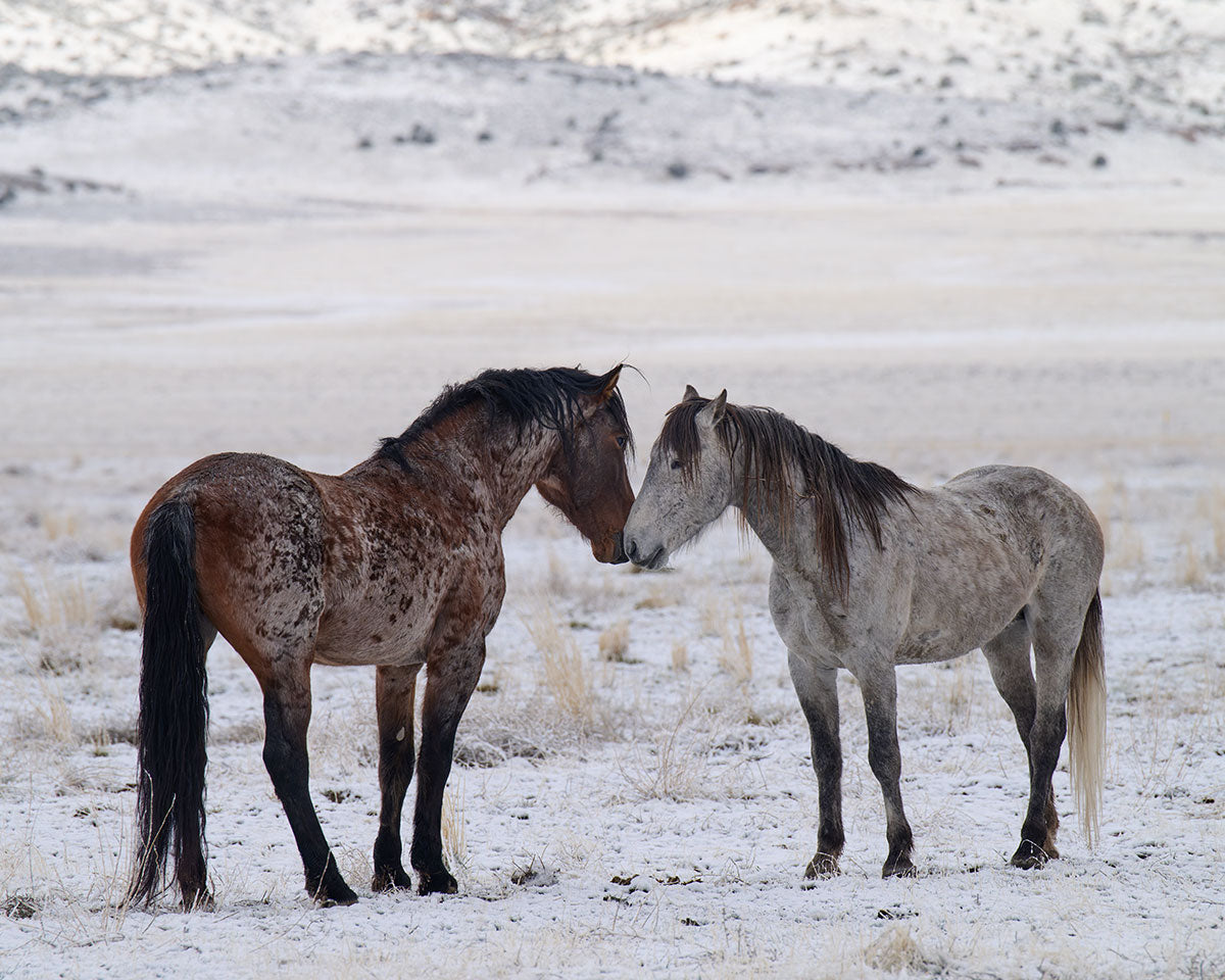 Reunion - Wild Horse Metal Art Print