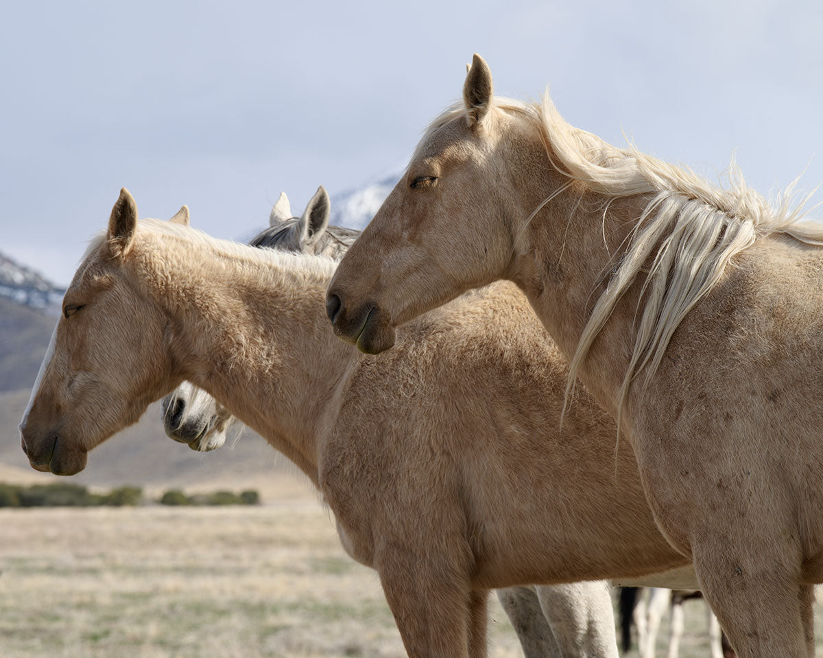 Stillness - Wild Horse Metal Art Print