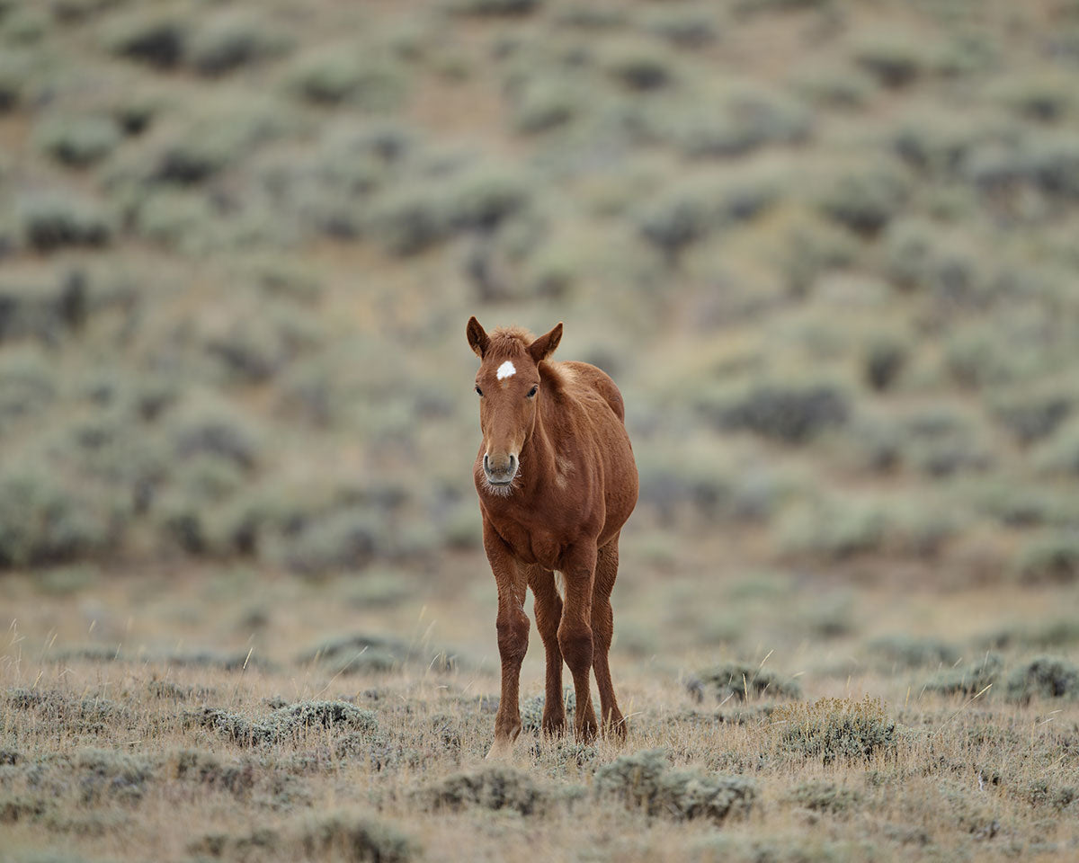 New World - Wild Horse Metal Art Print