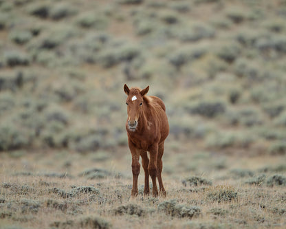 New World - Wild Horse Metal Art Print
