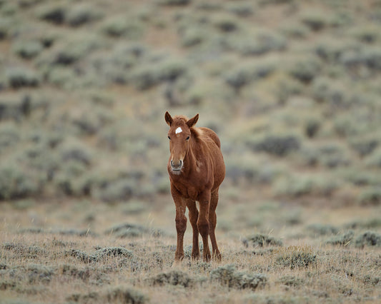 New World - Wild Horse Metal Art Print