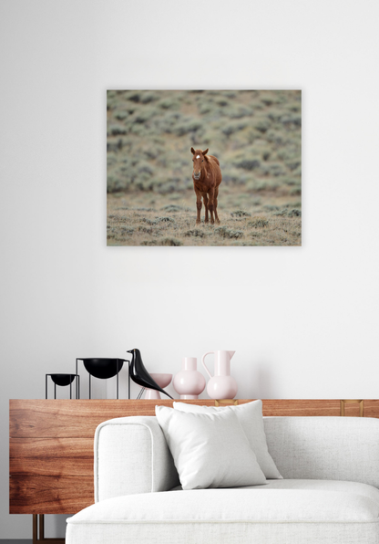 New World - Wild Horse Metal Art Print