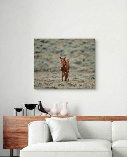 New World - Wild Horse Metal Art Print
